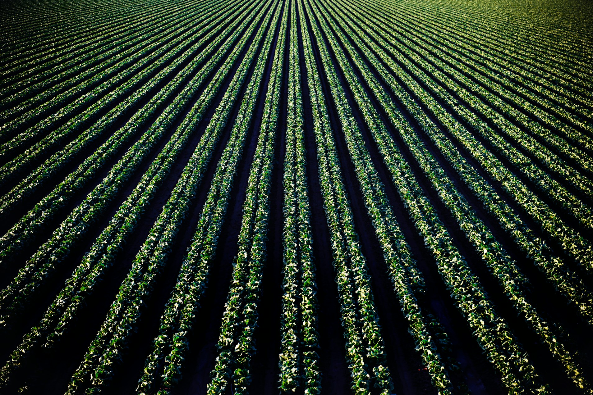 VinaSeed Biotech